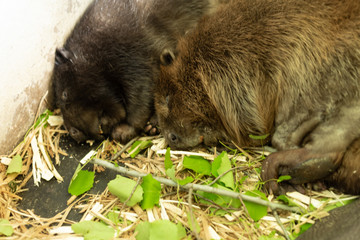 River beavers lying and sleeping together on wood shavings. Side view, close up. Animal protection concept. Nature biosphere reserve in Voronezh Oblast.