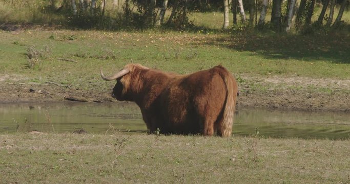 Large scottish highlander, standing in a pond in a forrest, on a sunny day.