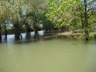 Spring in May on the Danube's arms