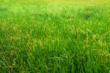 Rice plantation field with paddy rice