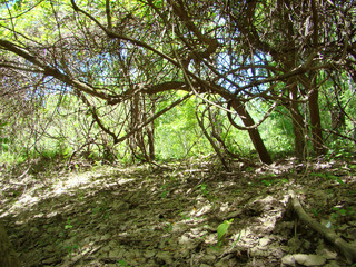 Wild forests on the small island of Pastramagiul