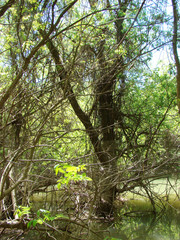 Fototapeta premium Wild forests on the small island of Pastramagiul