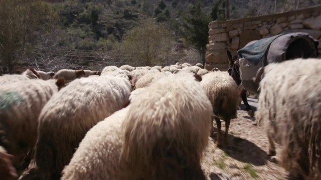 A herd of sheep at Lassa in Mount Lebanon