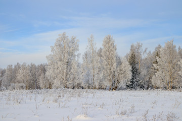 Birch grove in the winter in the snow. White trees. Trees in the snow. Snow picture. Winter landscape grove of white trees and snow.