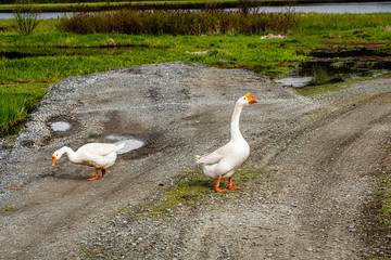 Chinese Geese At Nile Lake In The Colville National Forest.