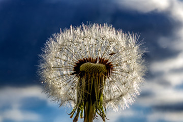 Pusteblume mit Wassertropfen 