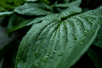 Foliage of tropical leaf with rain drops in green texture, abstract pattern nature background.