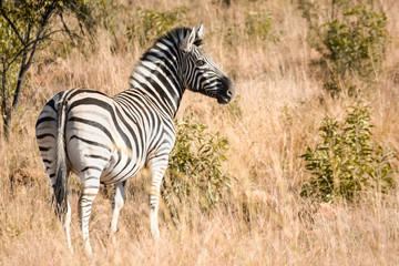 side profile of a zebra in grassland