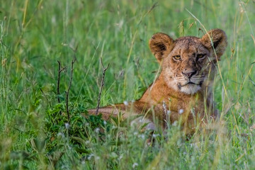 Momma lion in the Serengeti grass