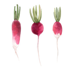 Watercolor radish illustration