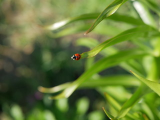 A ladybird sits on the edge of a green leaf on a blurred background of nature. Top view