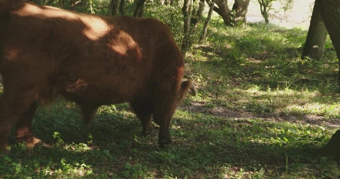 Scottish highlander grazing in a forrest, sniffing, on a warm day. 