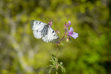 Papilionidae / Dumanlı Apollo / / Parnassius mnemosyne