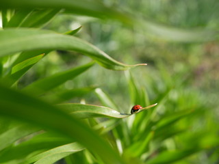 Ladybug crawls over a green leaf on a blurred background of nature