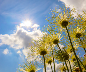 Alpine anemone (Pulsatilla alpina apiifolia) fruits on a background of blue sky with sun and clouds