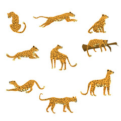 Set of leopards in various poses cute trend style, animal predator mammal, jungle © hadeev
