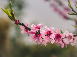 Close up image of blossom with water drops