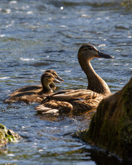 River Tweed Ducklings Duck Scotland Scottish Borders