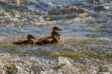 River Tweed Ducklings Duck Scotland Scottish Borders
