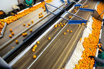 Industrial production sorting line of citrus fruits in packing plant