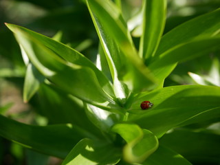 Ladybug is resting between a green leaf on a sunny day