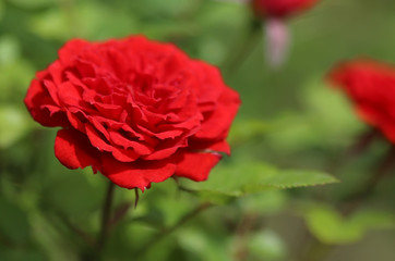 Rose flower