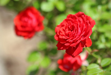Rose flower