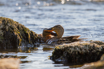 River Tweed Ducklings Duck Scotland Scottish Borders