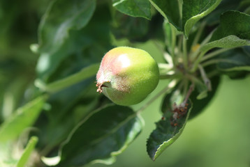 Green apple on a tree