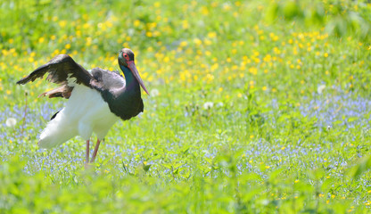 Black Stork walks a Flower Medow