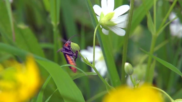 Gemeiner Weichk&auml;fer (Cantharis fusca)&nbsp;