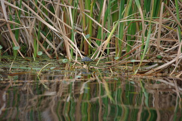 painted turtle