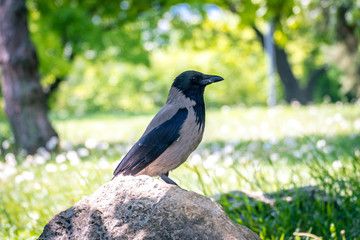 Raven on the stone in garden