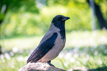 Raven on the stone in garden