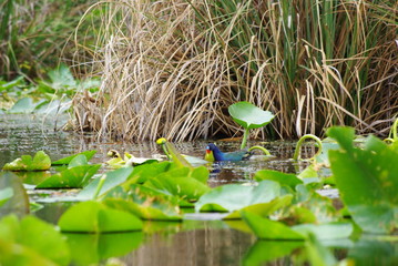 colorful duck