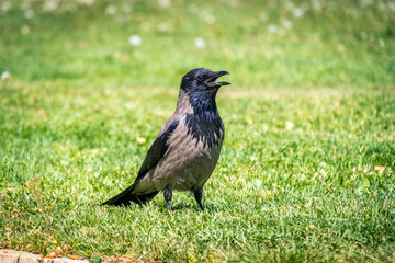Raven in green garden