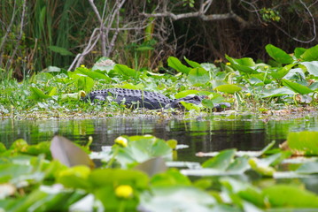 alligator