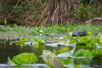 alligator 2