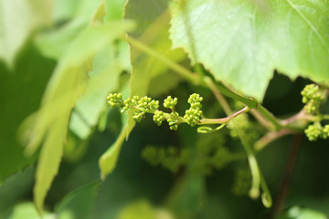 Sprouts of vine