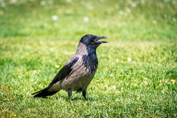 Raven in green garden