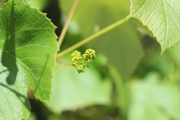 Sprouts of vine