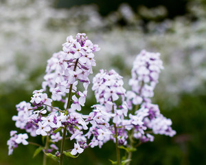 Light mauve or purple wallflowers bloom in the spring with a cluster of flowers; Wallflowers in front of many small white flowers blurred in the background;