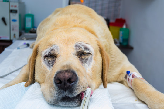 Large dog Labrador retriever breed is prepared for entropion surgery at the veterinary clinic. The SPO2 sensor is attached to the tongue to monitor the oxygen level from blood. 