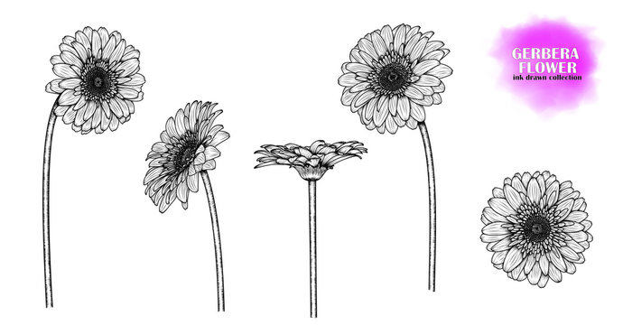 Set of 5 flowers of gerbera (chamomile, chrysanthemum), hand-drawn. Ink-drawn flower. Vector EPS 10.