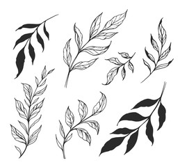 Naklejka premium Set of branches with leaves. Hand drawn decorative elements. Vector outline