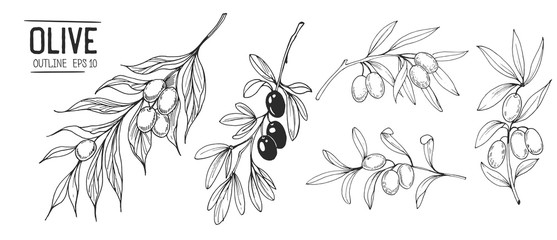 Olive branches. Hand drawn illustration. Vector outline with transparent background