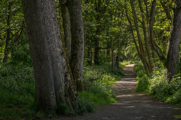 Fairy Glen Footpaths at Fullerton Park Near Troon in Scotland.