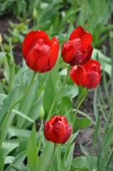 Fototapeta premium Fresh fragrant red tulips in the flower bed