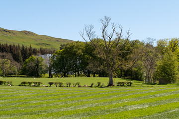 Obraz premium Scotland's Ayrshire Farmlands with Young Lambs, Treelined hedges and a Blue Sky Behind Largs