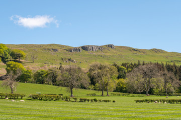 Fototapeta na wymiar Cauld Rocks Hillside and Scotland's Ayrshire Farmlands with Young Lambs, Treelined hedges and a Blue Sky Behind Largs